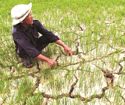 Le Vietnam s’attèle à lutter contre la sécheresse - ảnh 1